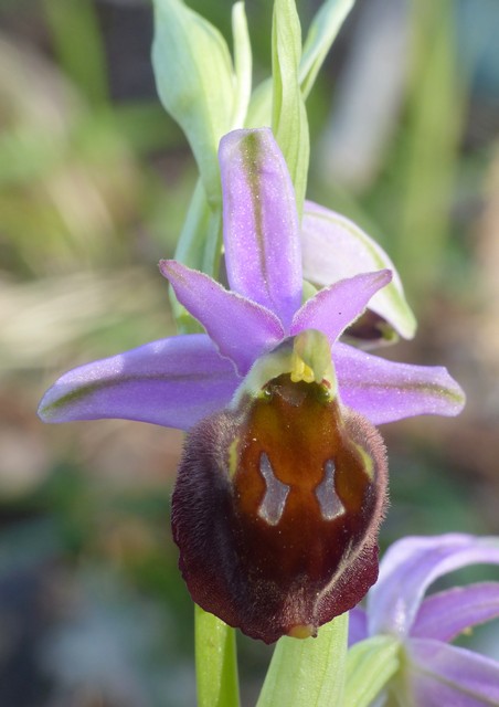 Ophrys crabronifera  Monte Gennaro (Roma) 30 marzo 2017